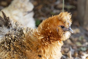 Garden Chicken